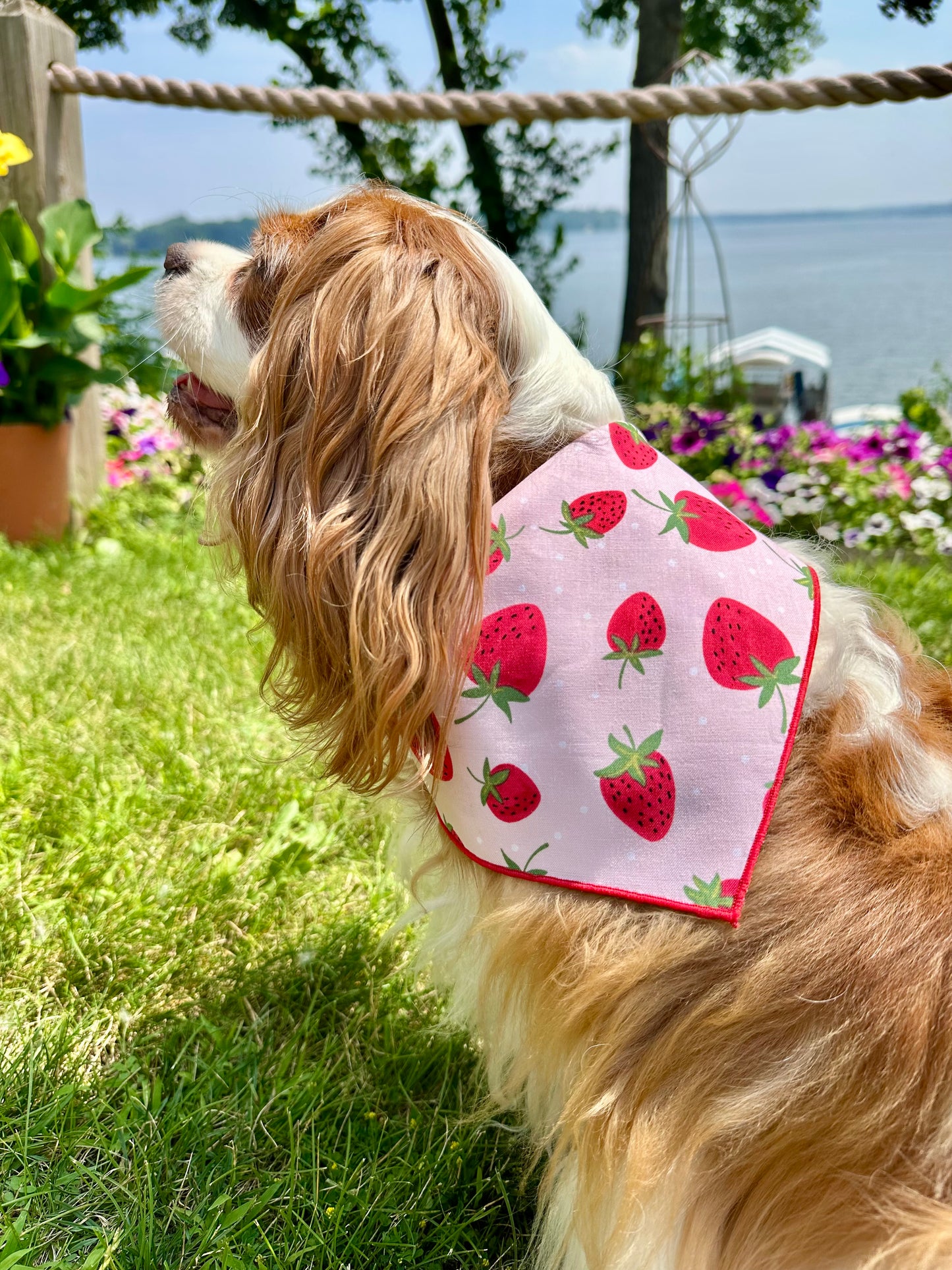 Strawberry Fields Dog Bandana