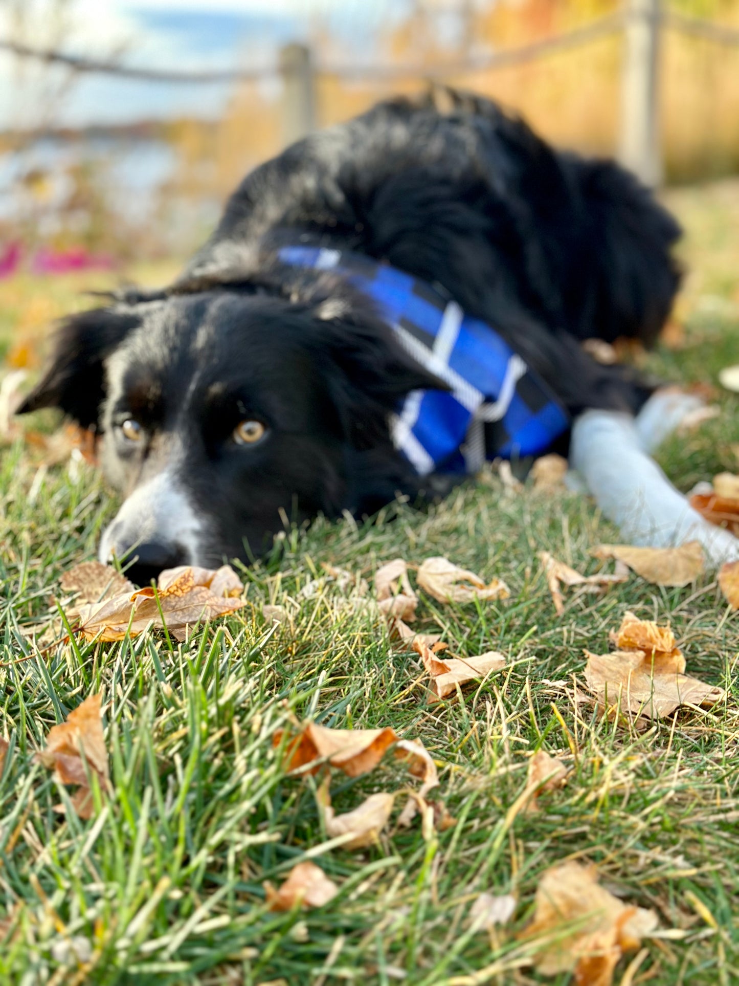Blueberry Pie Plaid Dog Bandana