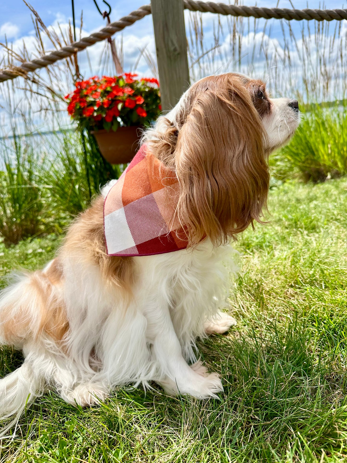 Pumpkin Patch Plaid Dog Bandana