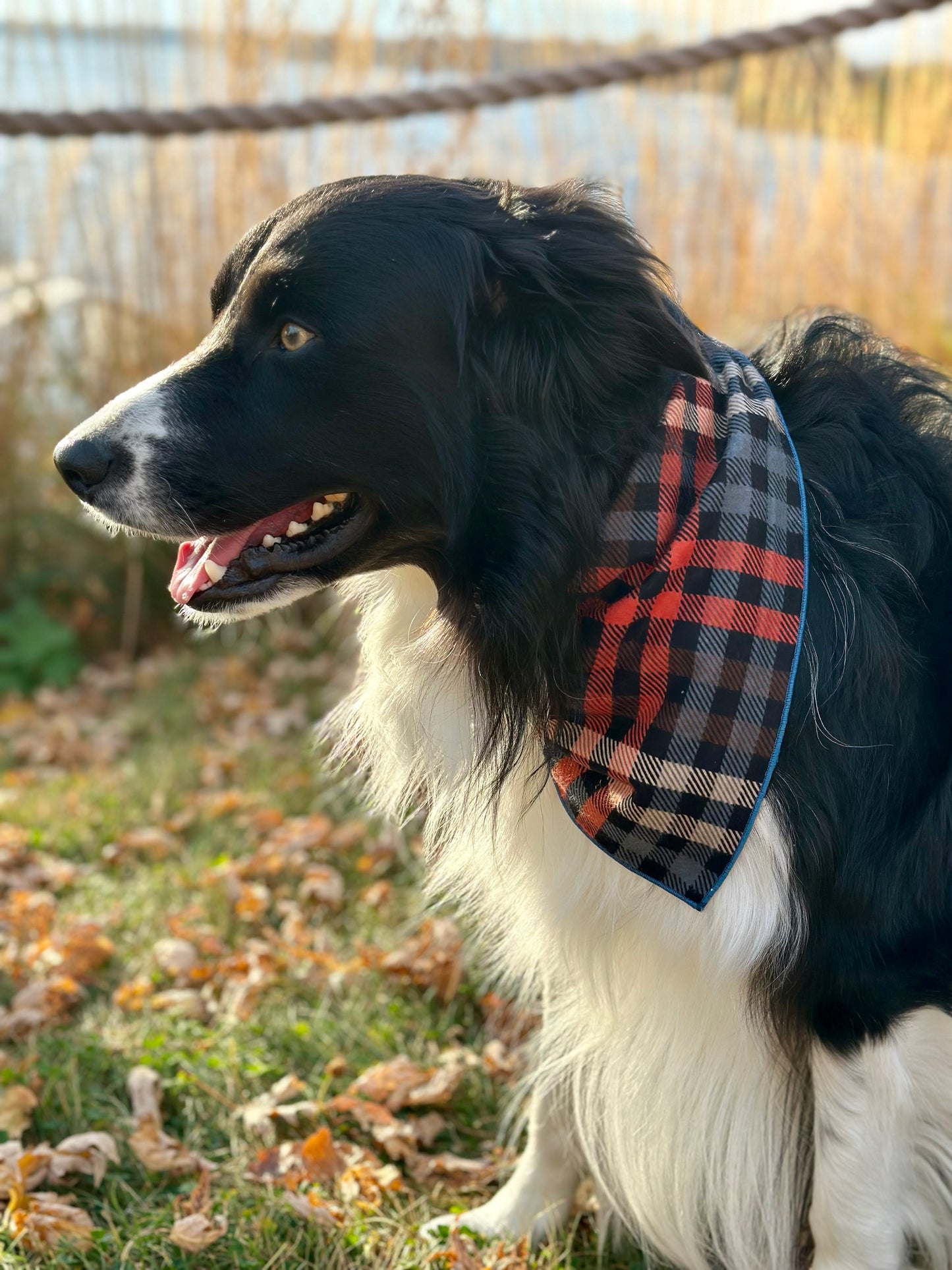 Autumn Harvest Plaid Dog Bandana