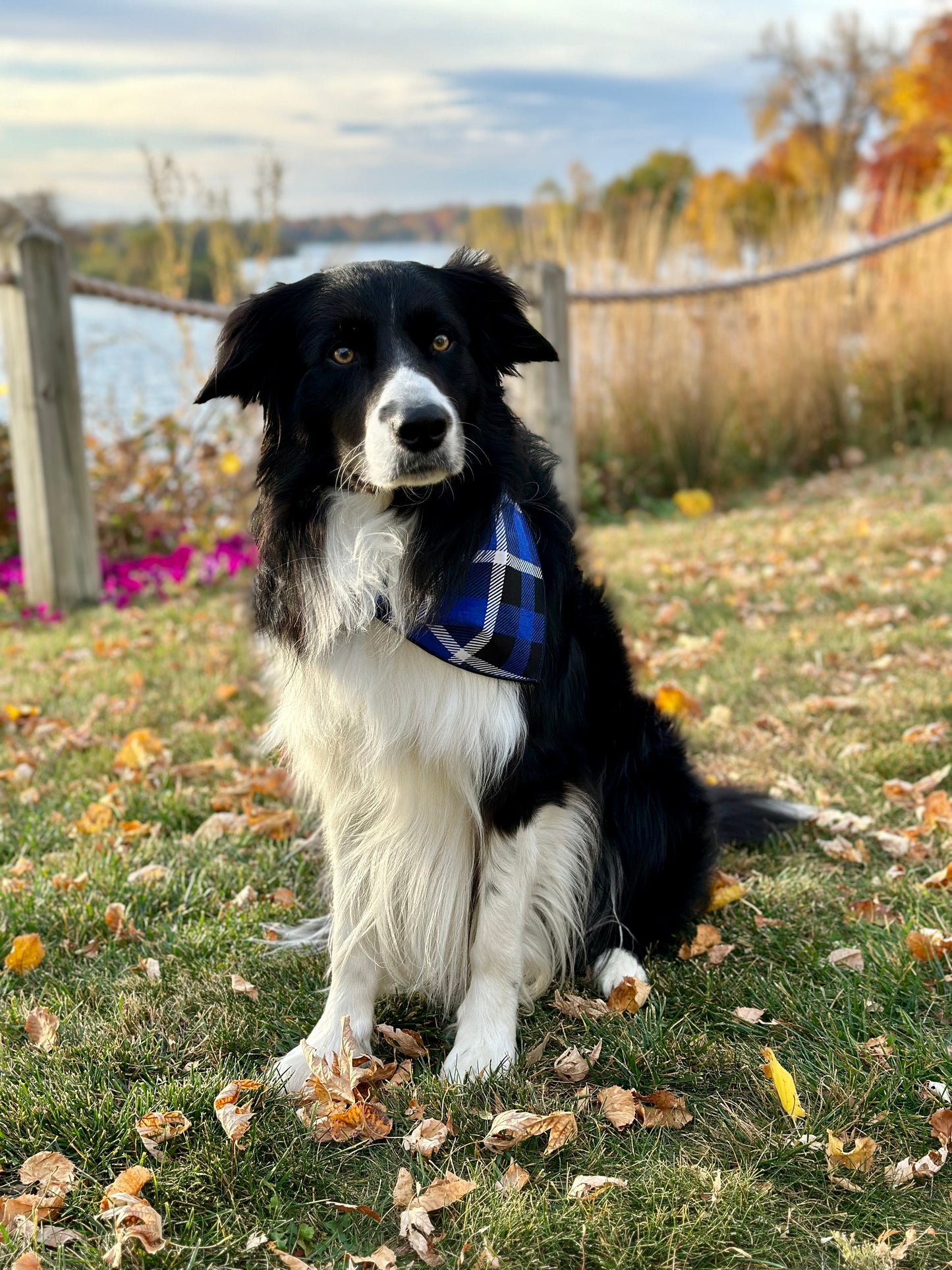 Blueberry Pie Plaid Dog Bandana