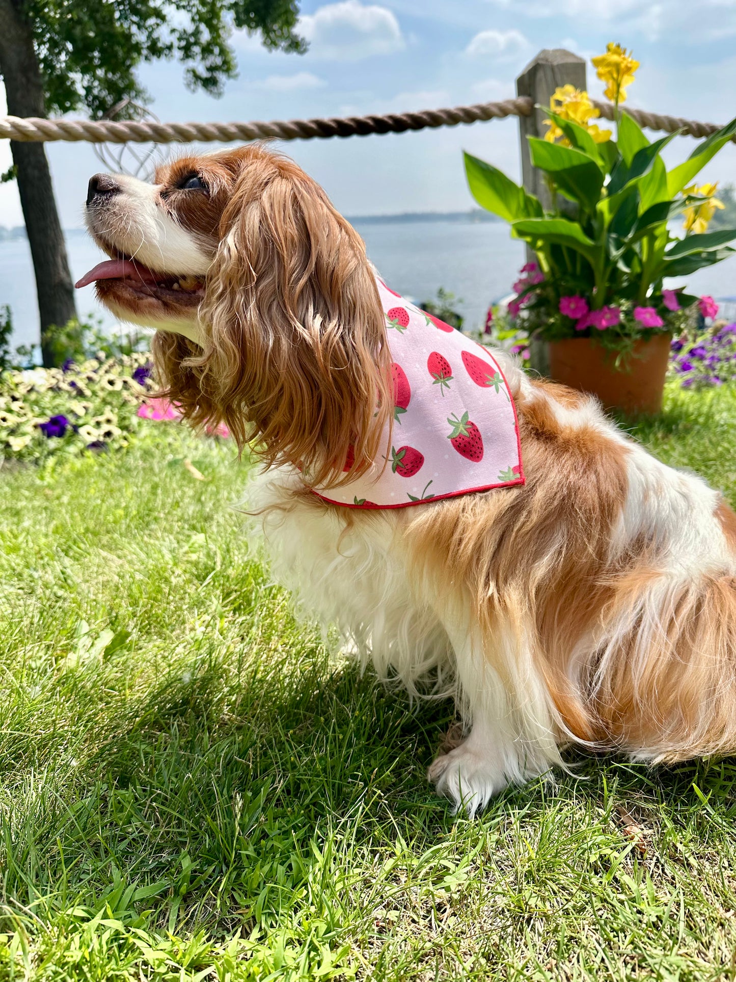 Strawberry Fields Dog Bandana