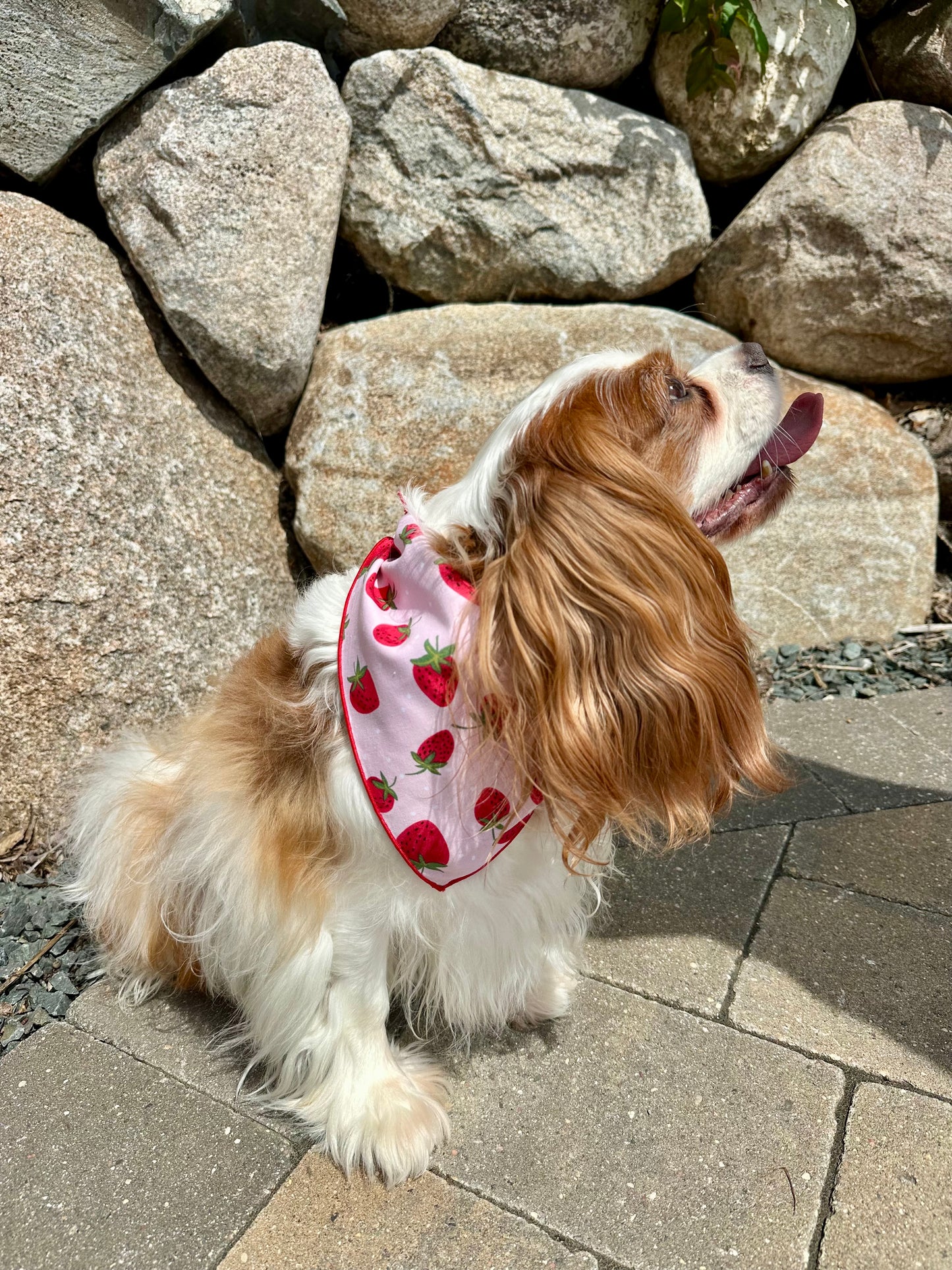 Strawberry Fields Dog Bandana