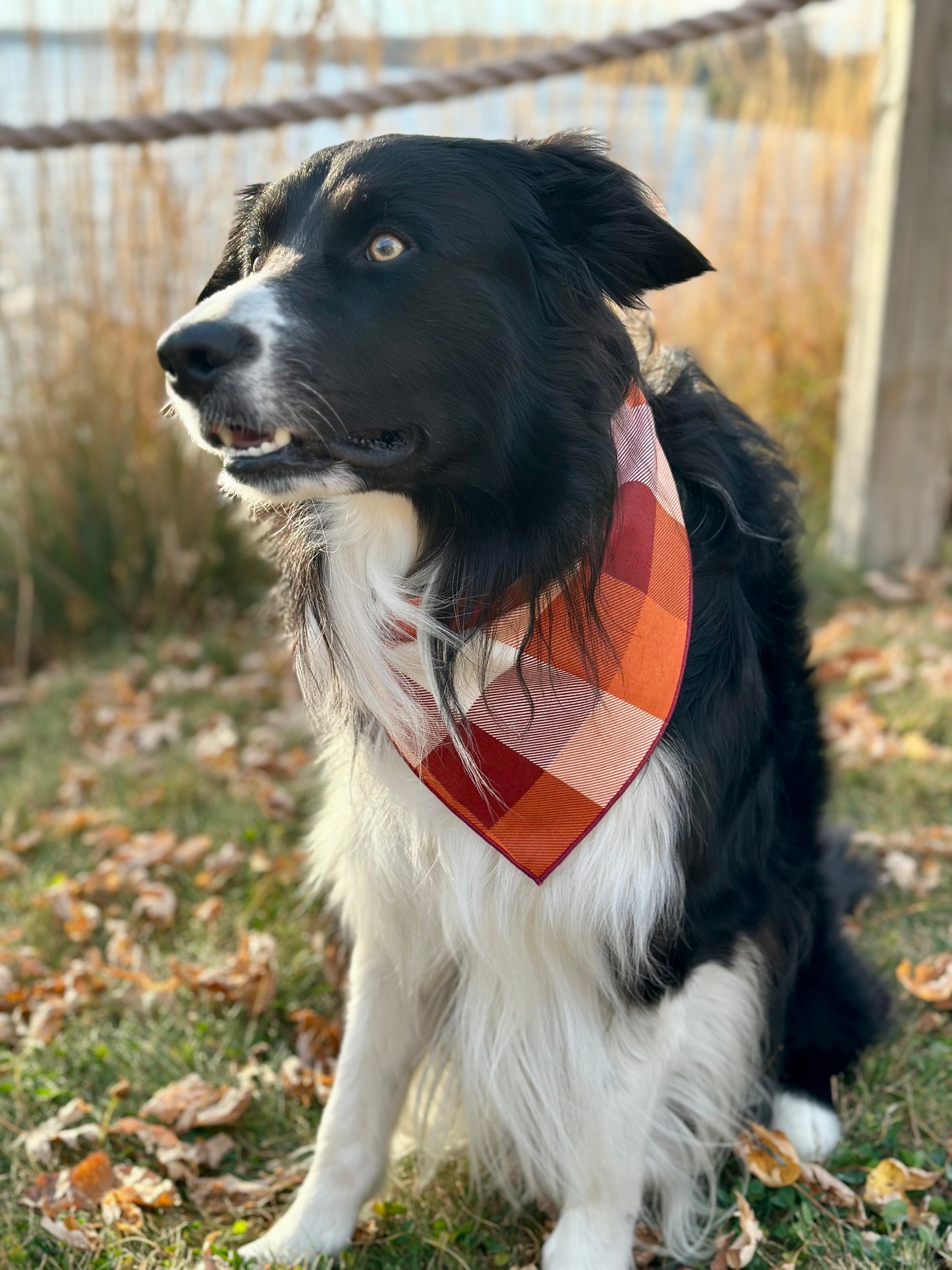 Pumpkin Patch Plaid Dog Bandana