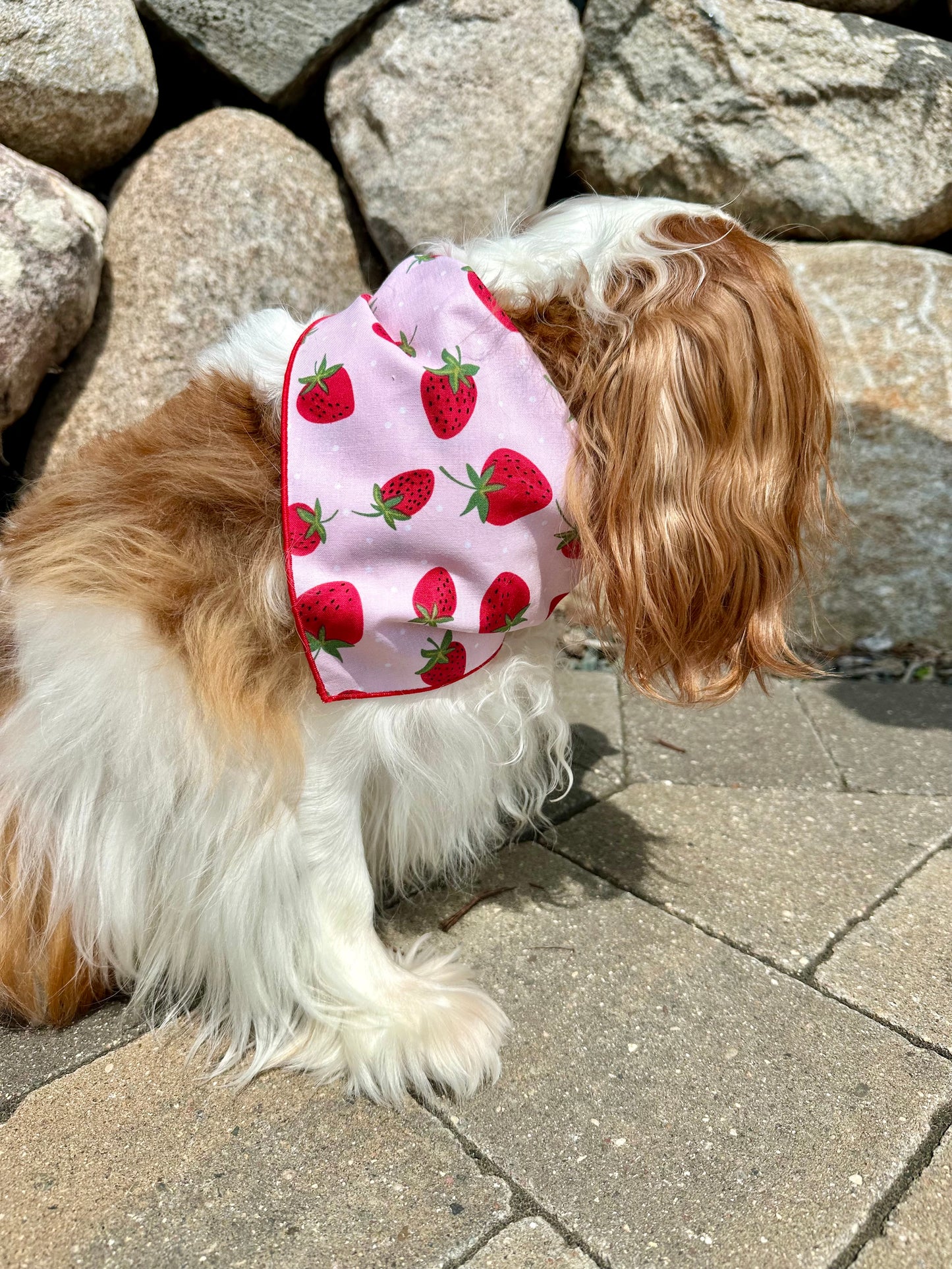 Strawberry Fields Dog Bandana