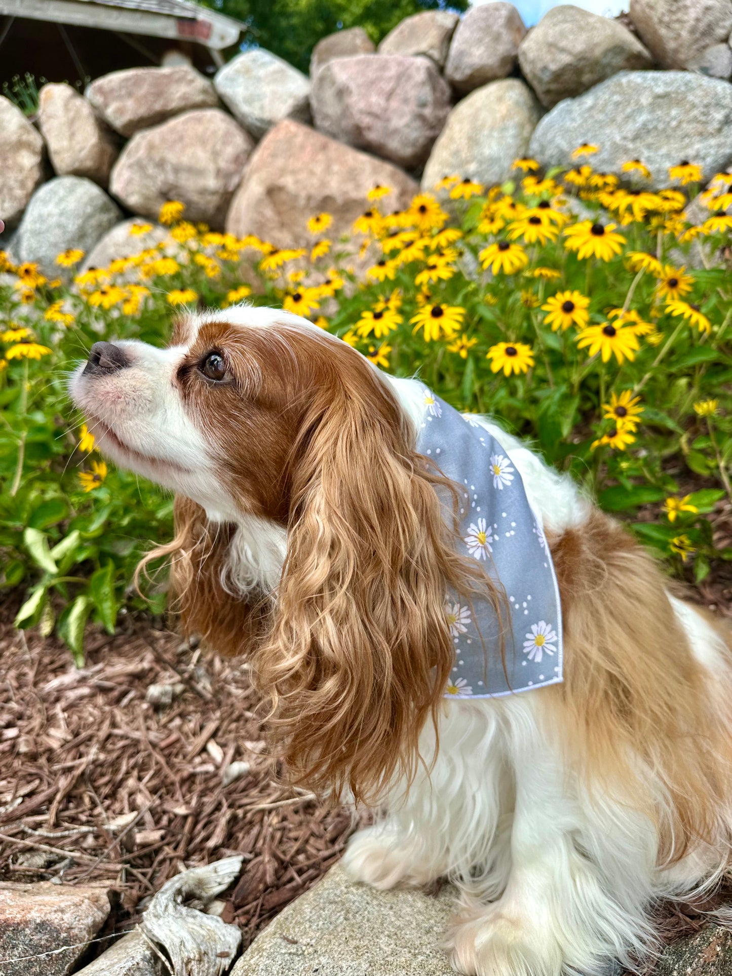 Daisy Days Dog Bandana