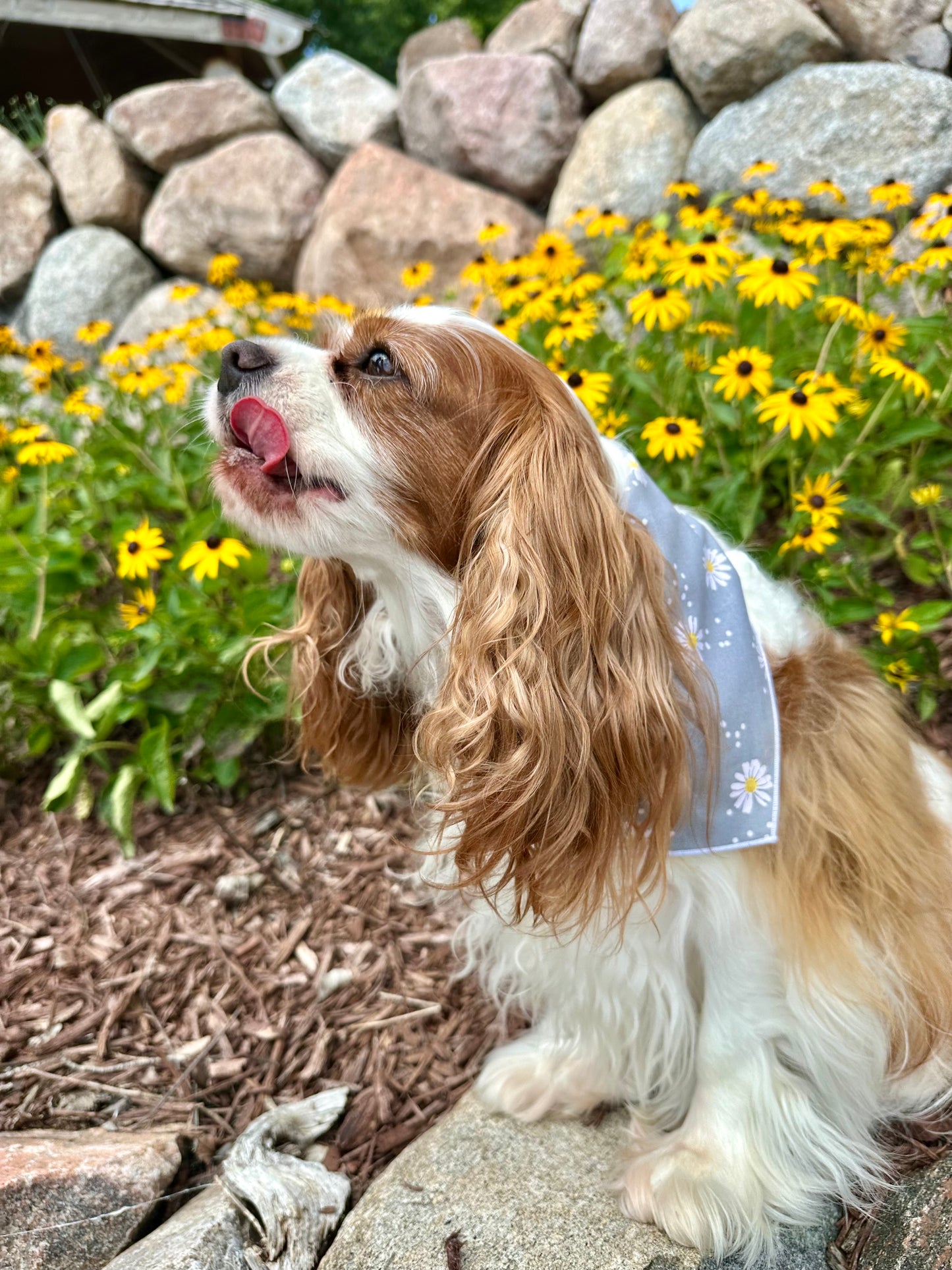 Daisy Days Dog Bandana
