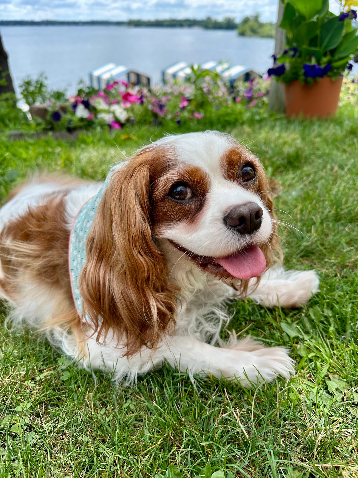 Meadow Bloom Dog Bandana