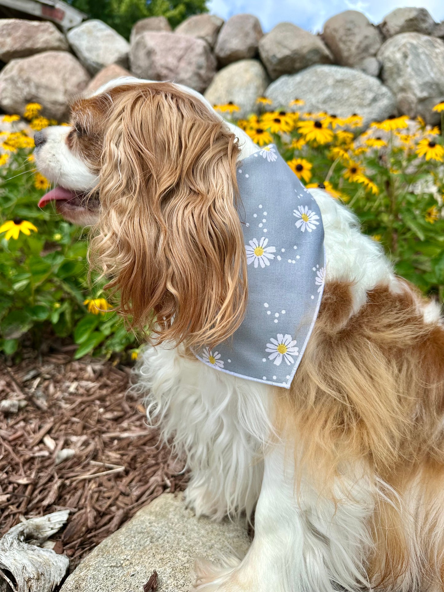 Daisy Days Dog Bandana