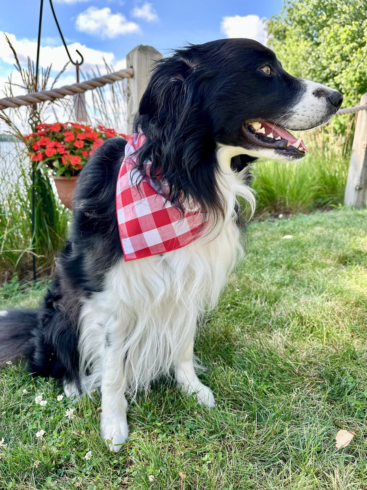 Strawberry Picnic Dog Bandana