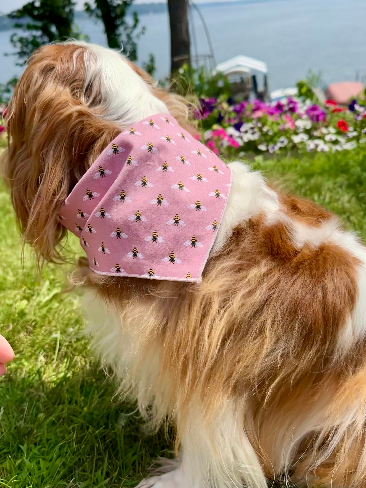 Busy Bee Dog Bandana | Light Pink Hem