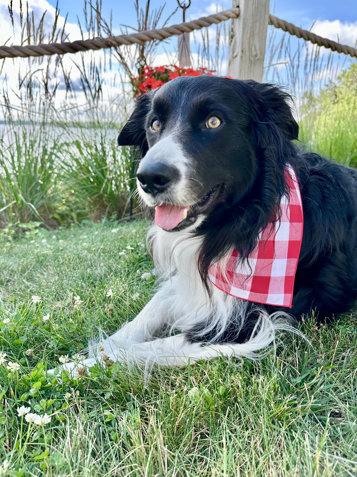 Strawberry Picnic Dog Bandana